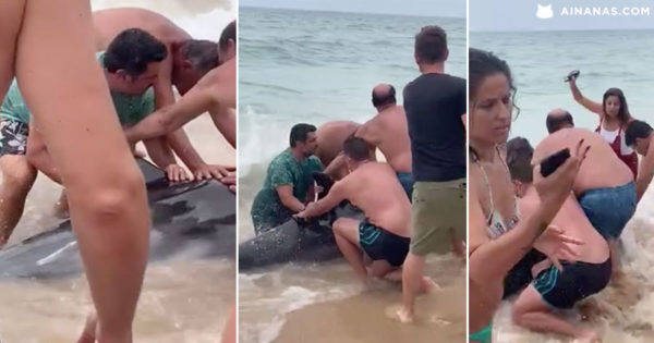 Banhistas salvam golfinho que deu à costa NO ALGARVE