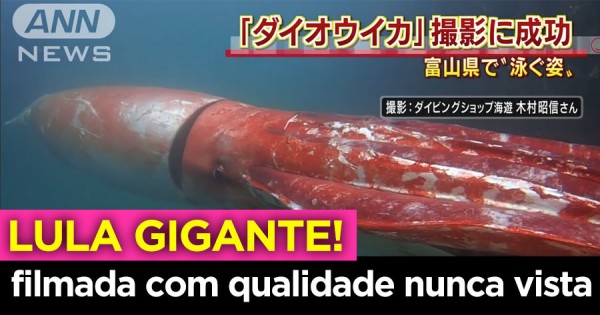 WOW!!! Lula Gigante Filmada no Japão com Qualidade Nunca Vista