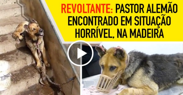 REVOLTANTE: Estado em que Cão foi Encontrado na Madeira