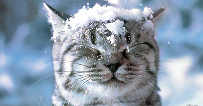 Gato vê Neve pela Primeira Vez