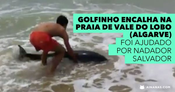 Nadador Salvador Ajuda Golfinho em Vale do Lobo (Algarve)
