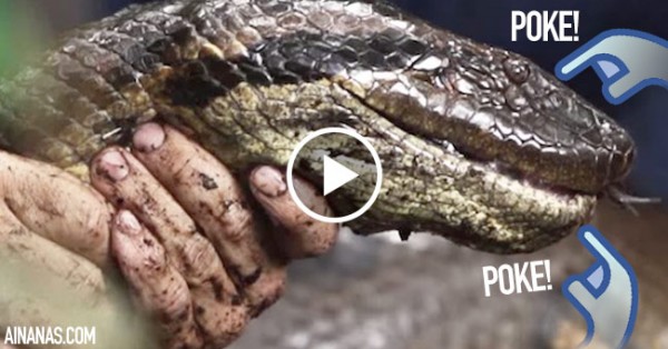Maluco Provoca uma Anaconda no Seu Habitat Natural