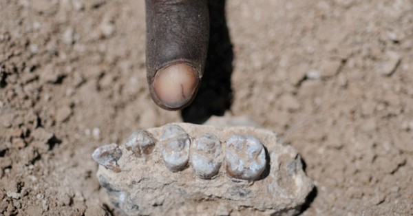 Novos Fósseis Complicam História da Evolução Humana