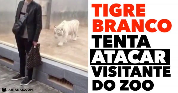 Tigre Branco tenta ATACAR VISITANTE no Zoo