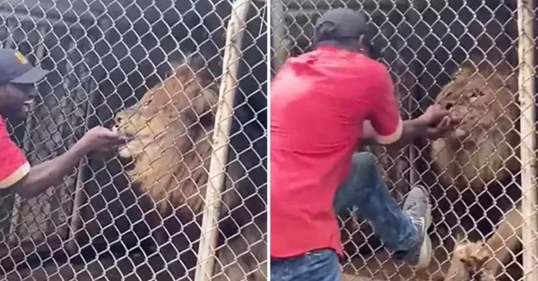 Leão ARRANCA DEDO à Dentada