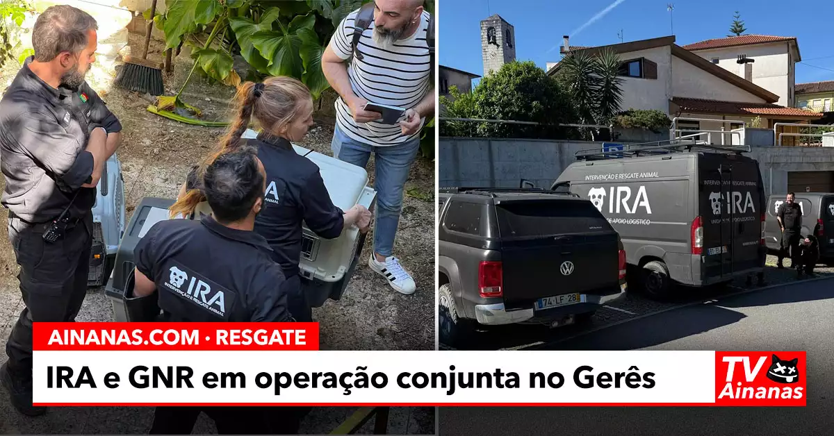 GNR e IRA Resgatam Cães Maltratados no Gerês