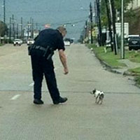 Polícia corta estrada para salvar cão