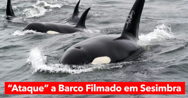 Aumentam Ataques de Orcas a Barcos em Águas Portuguesas