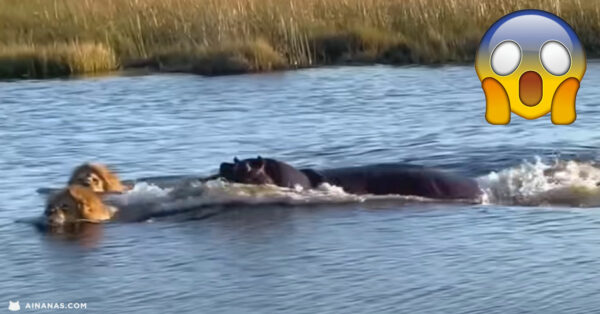 Hipopótamo ATACA 3 LEÕES que atravessavam um rio