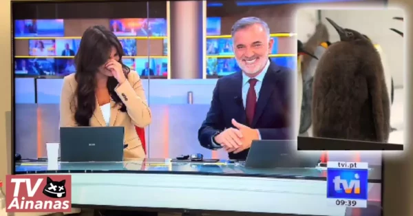 Jornalistas da TVI choram a rir com PINGUIM BALOFO