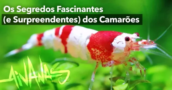 Os Segredos Fascinantes (e Surpreendentes) dos Camarões