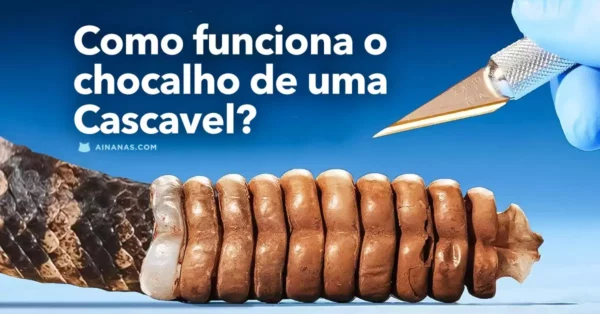 O Segredo do Chocalho da Cascavel 🐍