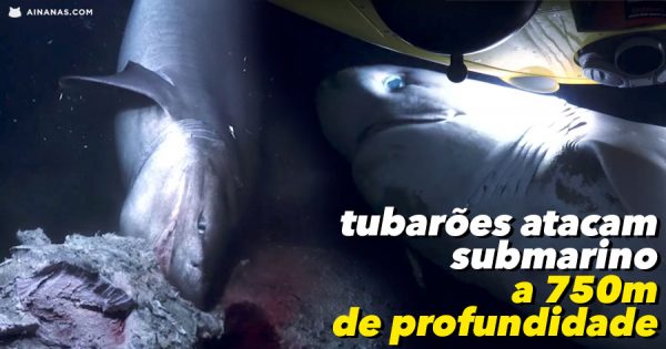 Enormes Tubarões Atacam Submarino a 750 Metros de Profundidade