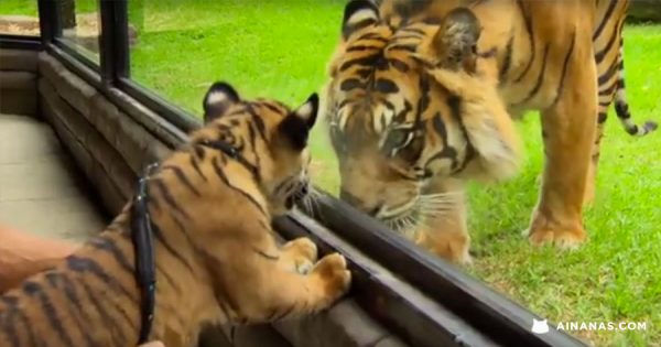 Tigres bebés vêem pela primeira vez um Tigre Adulto