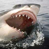 Jaula com Mergulhadores é atacada por Tubarão Branco