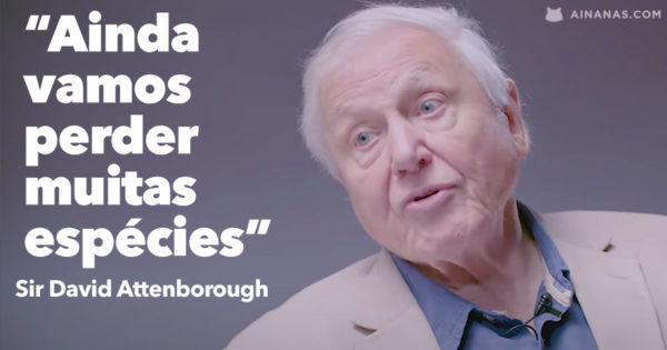 “Ainda vamos perder muitas espécies” – Sir David Attenborough